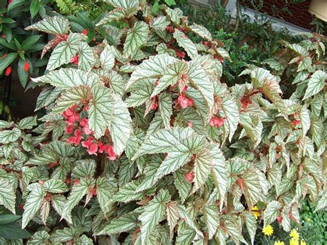 觀葉秋海棠繁殖|觀葉植物栽培術：五彩斑斕－觀葉秋海棠